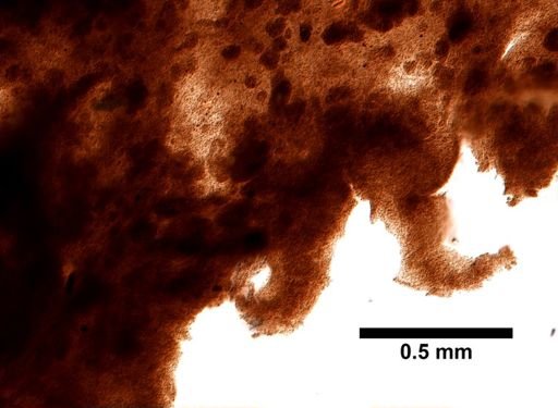 cf. Verongula gigantea