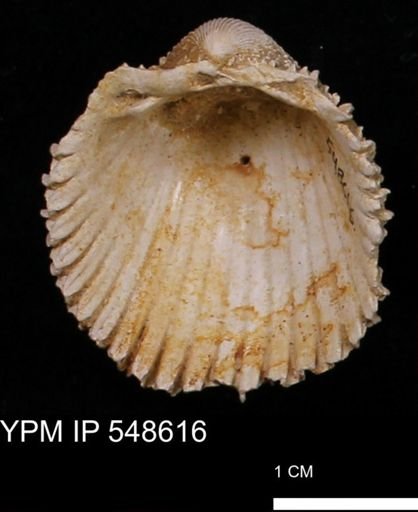 Trachycardium emmonsi