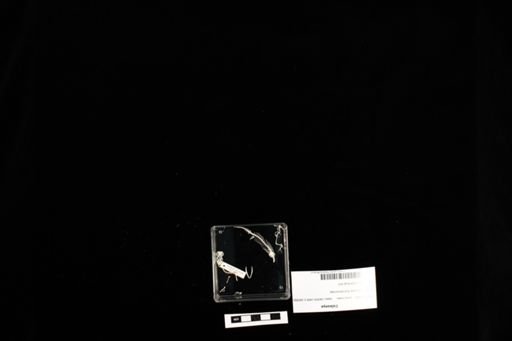 Coleonyx