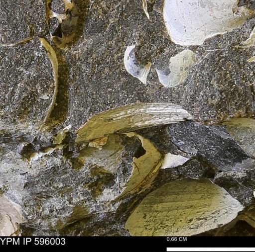 undet. Bivalvia