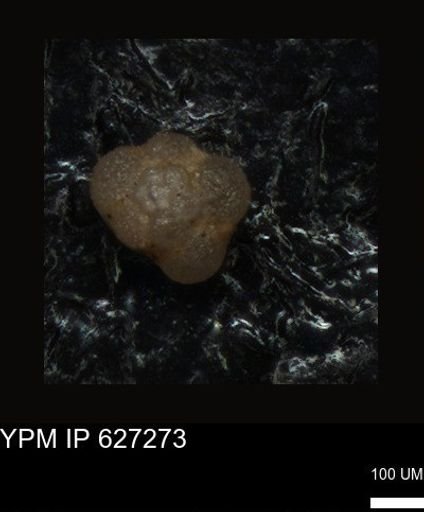 undet. Foraminiferida