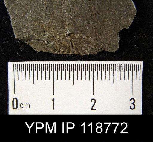 Anoplotheca hemispherica
