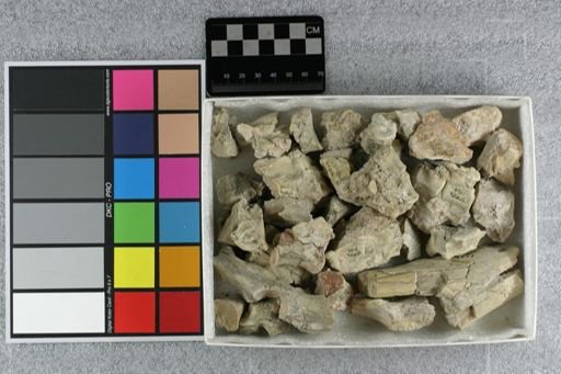 Hyaenodon sp.
