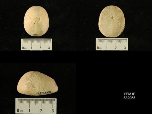 Rhyncholampas gouldii