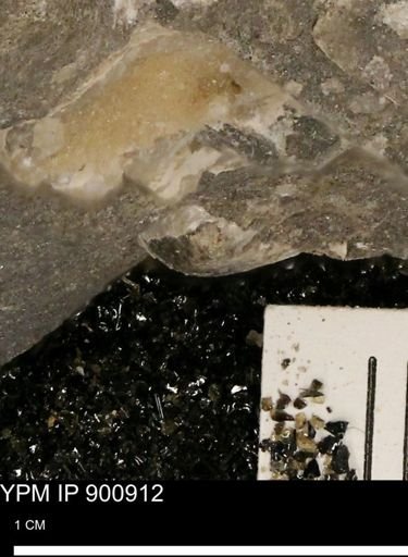 undet. Mollusca