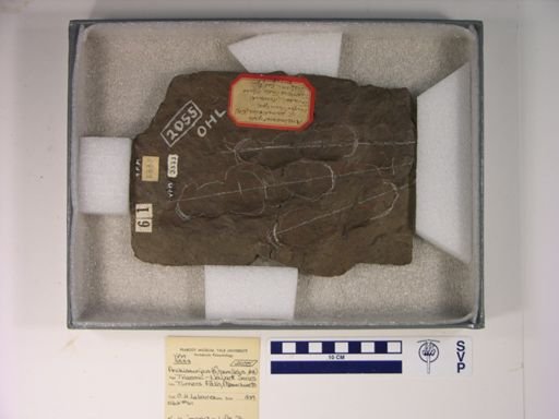 Anchisauripus parallelus