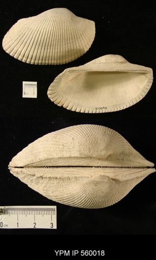 Anadara lienosa