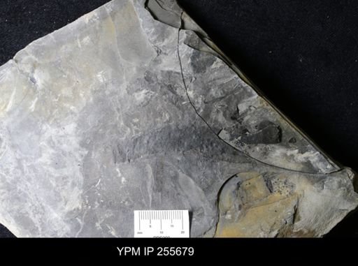 Eurypterus sp.