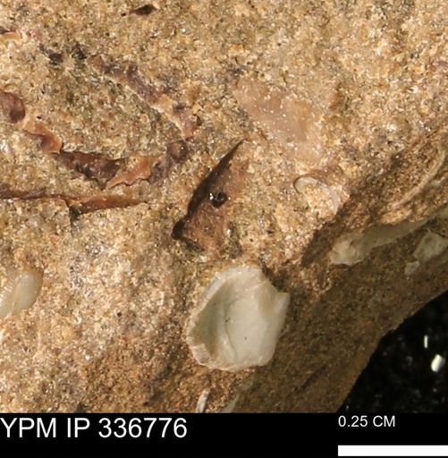 undet. Bivalvia