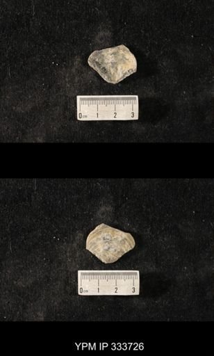 Athyris sp.