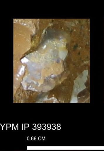 undet. Bivalvia
