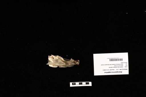 Melanogrammus aeglefinus