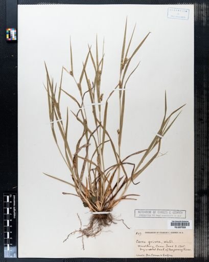 Carex grisea