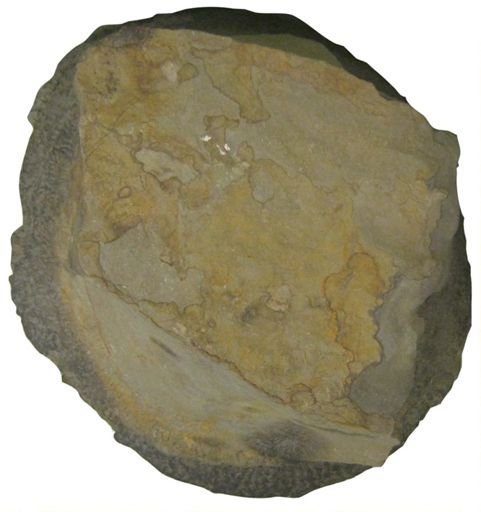 Eospermatopteris erianus