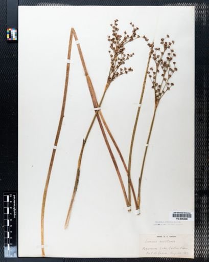 Juncus militaris