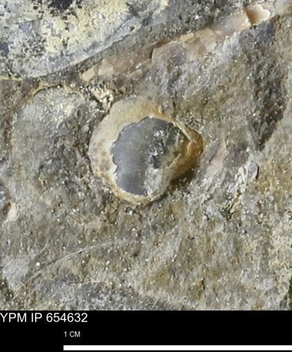 Mollusca