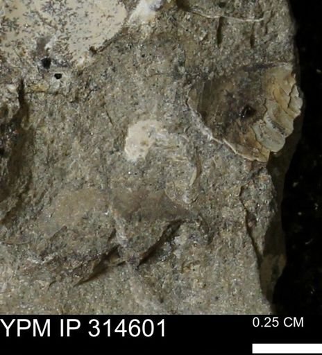 undet. Mollusca