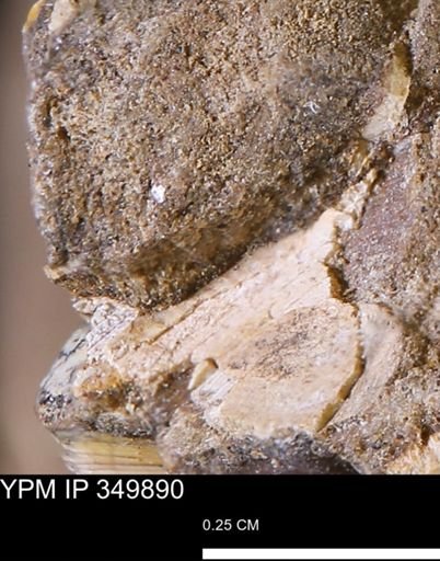 undet. Mollusca