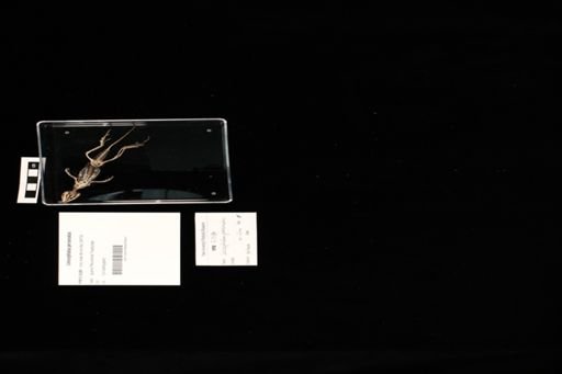 Leiocephalus personatus