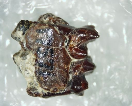Eudaemonema sp.