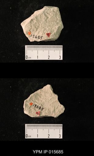 Pycnoblattina compacta