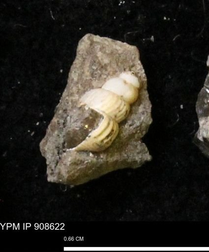 undet. Gastropoda