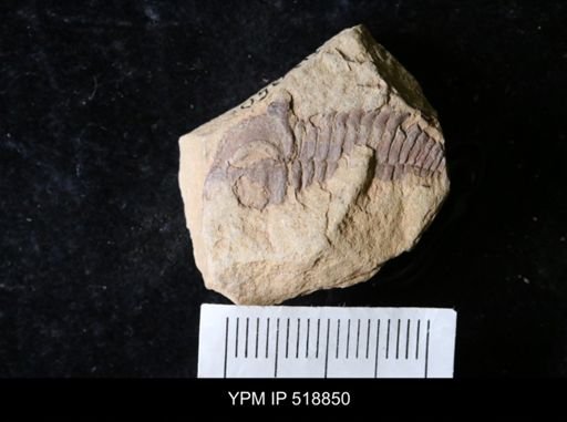 Resserops sp.