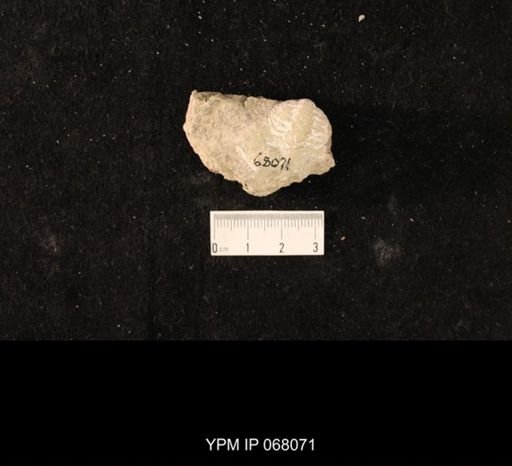 Calymene camerata
