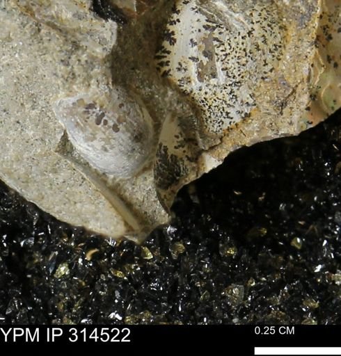 undet. Mollusca