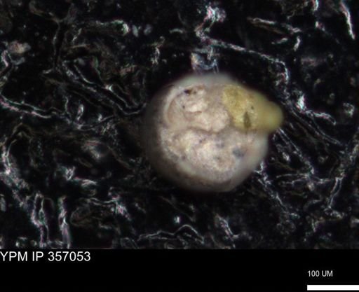 undet. Foraminiferida