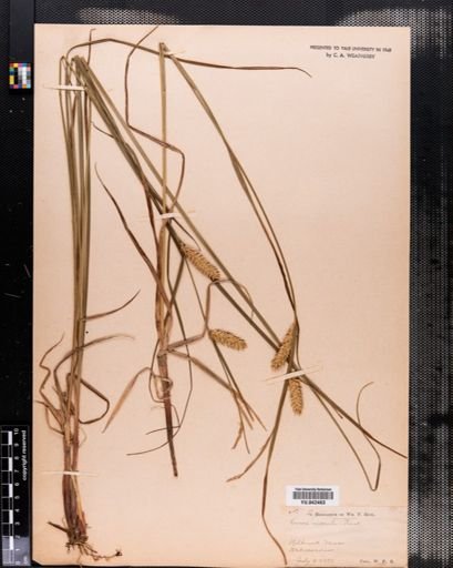Carex vesicaria
