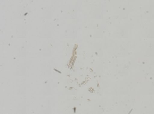 Fontigens nickliniana
