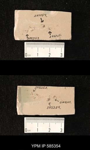 undet. Coleoptera