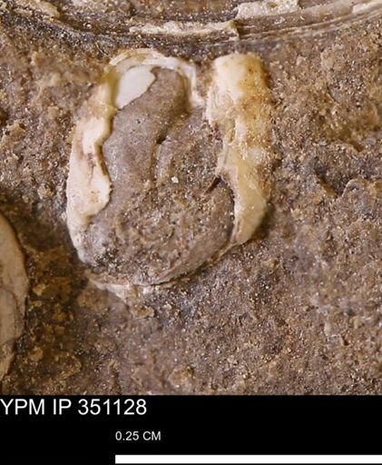 undet. Bivalvia
