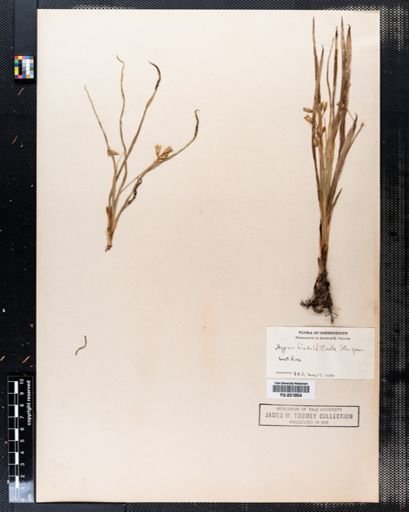 Hypoxis hirsuta