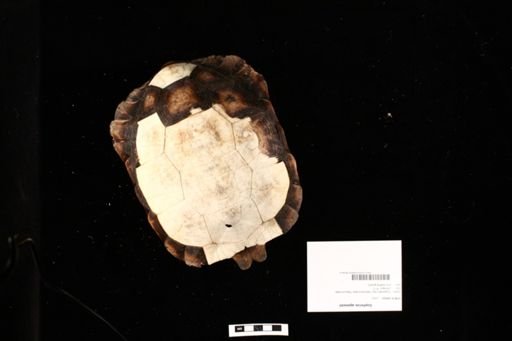 Gopherus agassizii