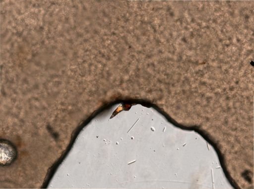 Rotifera
