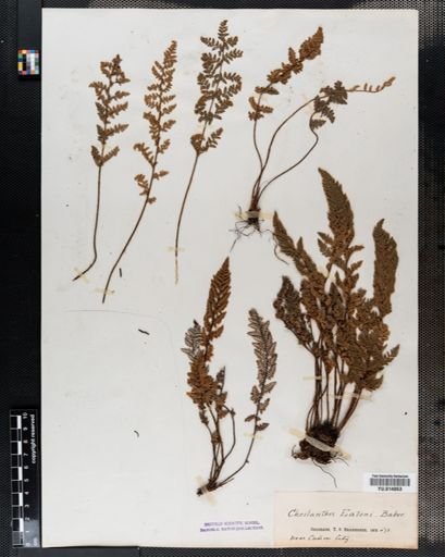Cheilanthes