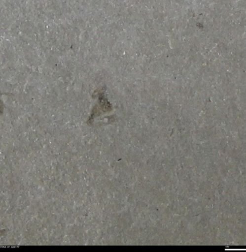 undet. Insecta