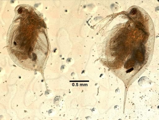 Daphnia