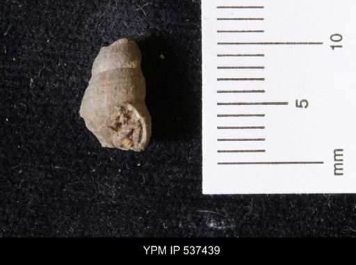 Goniobasis ortmanni