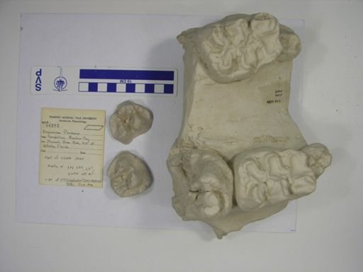 Trilophodon leidii
