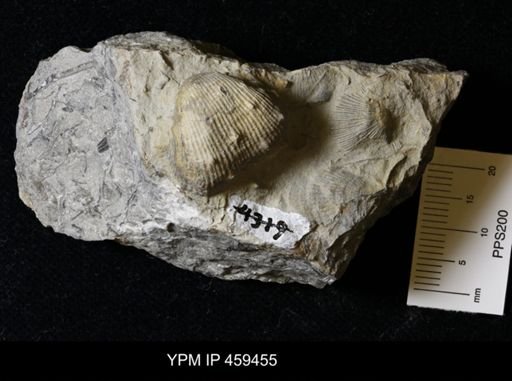 Linoproductus prattenianus