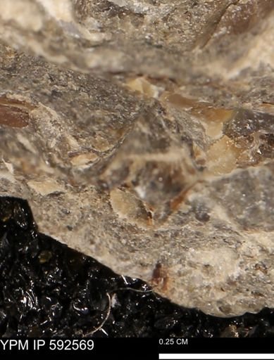 undet. Mollusca