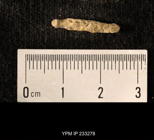 Archaeocidaris sp.