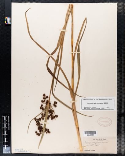 Scirpus atrovirens