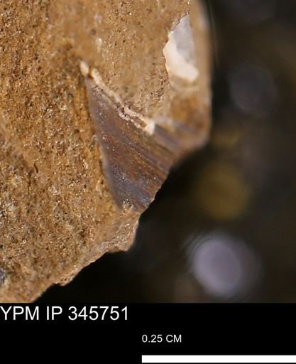 undet. Mollusca