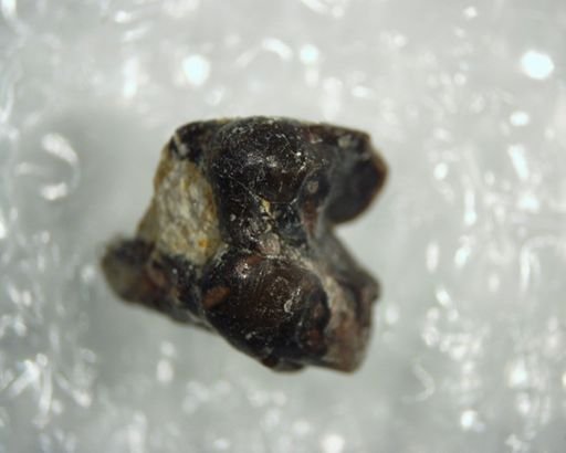 Palaeosinopa?