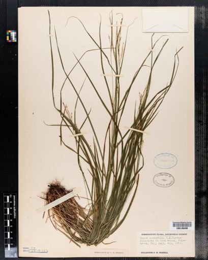 Carex aestivalis