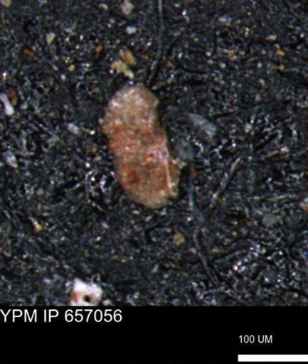 Ammobaculoides phaulus